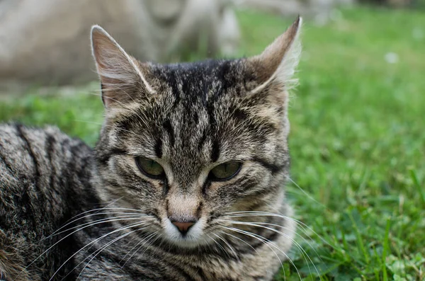 Lustige Kleine Katze Die Der Nähe Ihres Hauses Freien Spaziert — Stockfoto