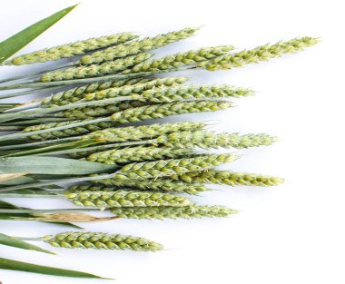 Açık havada yetişen buğday başakları, iyi hasat, sınırlı bir zemin üzerinde çok un ve ekmek.