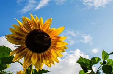 Ayçiçekleri yazın açık havada, güneşli bir günde büyürler.