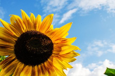 Ayçiçekleri yazın açık havada, güneşli bir günde büyürler.