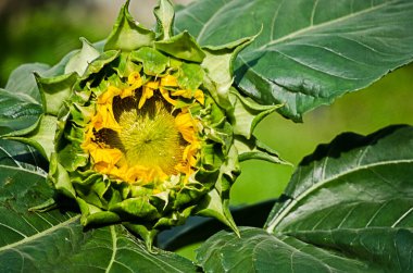 Ayçiçekleri yazın açık havada, güneşli bir günde büyürler.