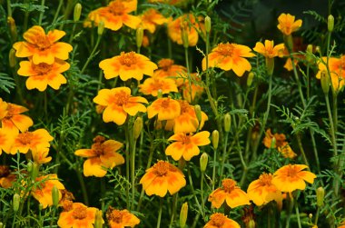 Güzel kadife çiçekleri yazın açılır.