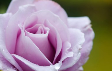 Güzel taze güller yazın bir buket çiçek için açık havada yetişir.