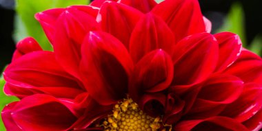 Güzel büyük ve farklı renkte yıldız çiçekleri, sonbahar çiçekleri.