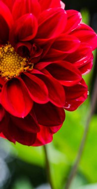 Güzel büyük ve farklı renkte yıldız çiçekleri, sonbahar çiçekleri.