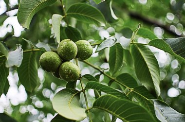 İyi bir beyin fonksiyonu için fındık yemek, iyi hissetmek ve insan vücudunun diyetini sürdürmek.