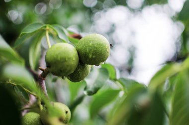 İyi bir beyin fonksiyonu için fındık yemek, iyi hissetmek ve insan vücudunun diyetini sürdürmek.