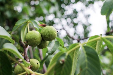 İyi bir beyin fonksiyonu için fındık yemek, iyi hissetmek ve insan vücudunun diyetini sürdürmek.