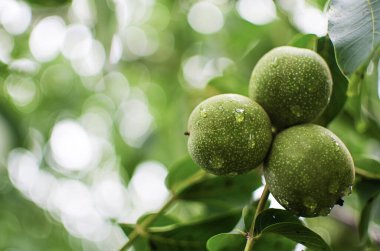İyi bir beyin fonksiyonu için fındık yemek, iyi hissetmek ve insan vücudunun diyetini sürdürmek.