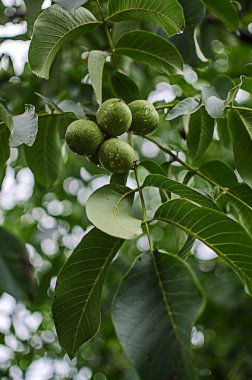 İyi bir beyin fonksiyonu için fındık yemek, iyi hissetmek ve insan vücudunun diyetini sürdürmek.