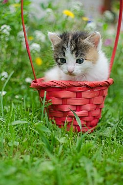 Komik küçük kedi evin yakınlarında yürüyor.