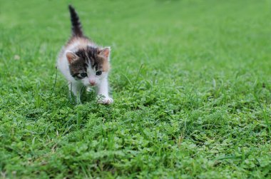 Komik küçük kedi evin yakınlarında yürüyor.
