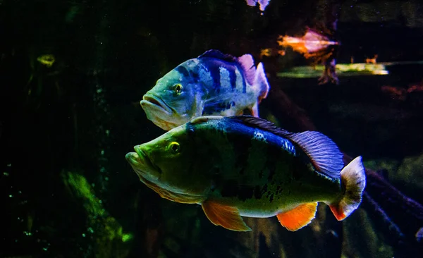 Peixes Nadam Rio Oceano Fundo Com Algas Selvagens — Fotografia de Stock