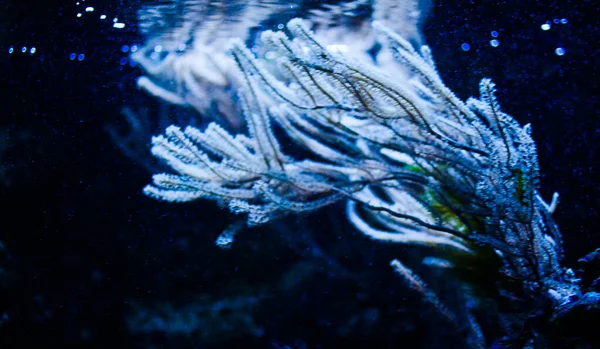 Plantas Subaquáticas Algas Peixe Alimentos Para Fundo Papel Parede — Fotografia de Stock