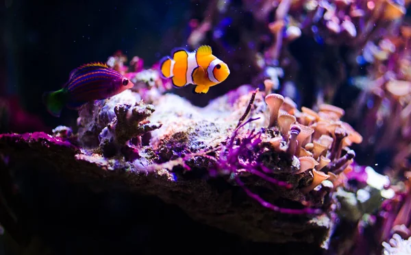 Fish swim in the river or ocean at the bottom with wild algae