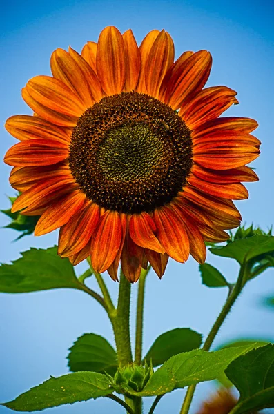 Sunflowers Grow Outdoors Summer Beautiful Sunny Day — Stock Photo, Image