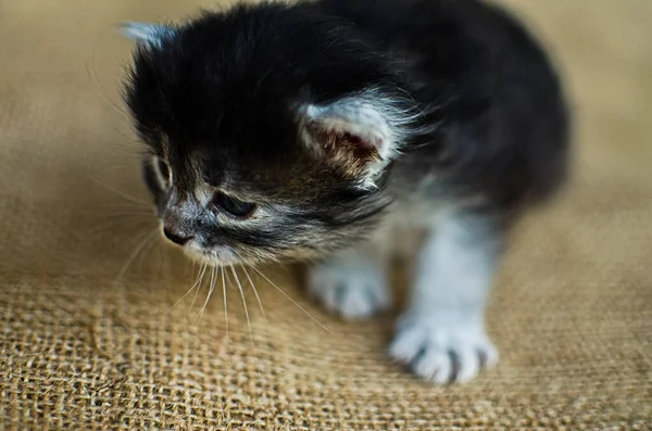 Grappige Kleine Kat Wandelen Buiten Buurt Van Huis — Stockfoto