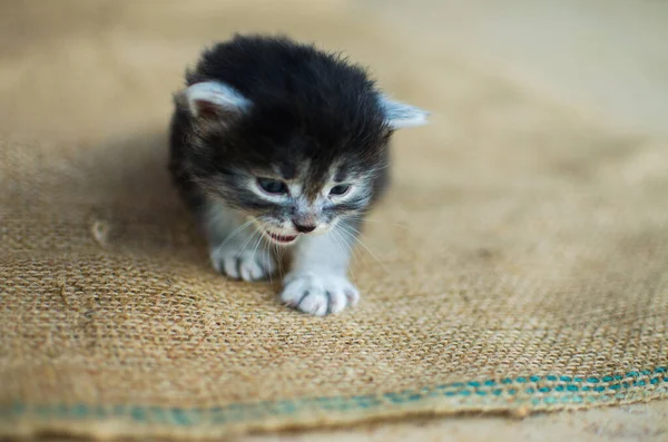 Divertido Pequeño Gato Caminando Aire Libre Cerca Casa —  Fotos de Stock