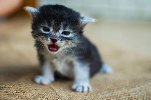 Funny Little Cat Walking Outdoors Home — Stock Photo, Image