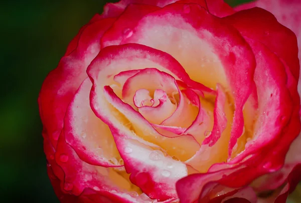 Hermosas Rosas Frescas Crecen Aire Libre Verano Para Ramo — Foto de Stock