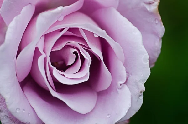 Belas Rosas Frescas Crescem Livre Verão Para Buquê — Fotografia de Stock