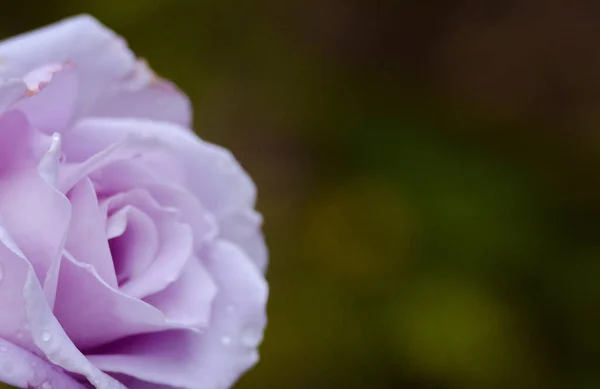 Belas Rosas Frescas Crescem Livre Verão Para Buquê — Fotografia de Stock