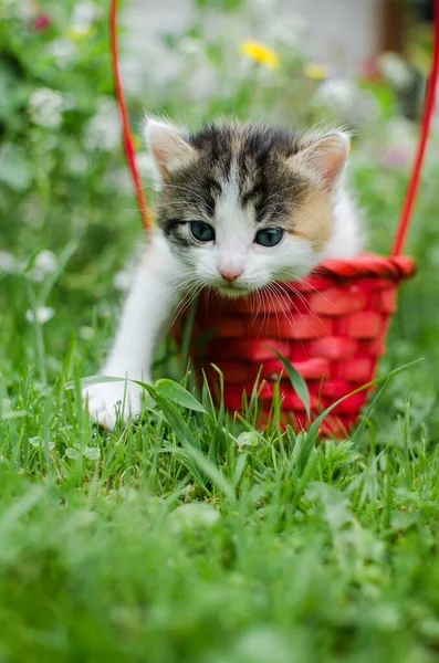 Komik küçük kedi evin yakınlarında yürüyor.