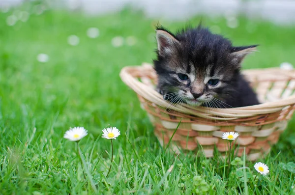 Divertido Pequeño Gato Caminando Aire Libre Cerca Casa —  Fotos de Stock