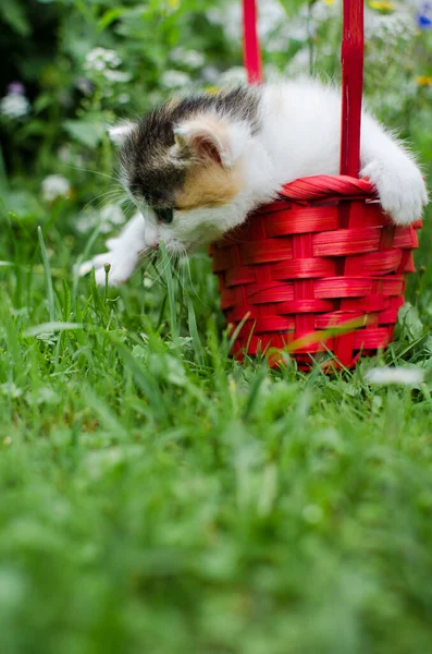 Divertido Pequeño Gato Caminando Aire Libre Cerca Casa —  Fotos de Stock