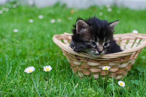 Lustige Kleine Katze Die Der Nähe Ihres Hauses Freien Spaziert — Stockfoto