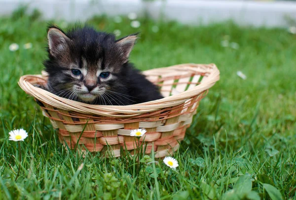 Divertido Pequeño Gato Caminando Aire Libre Cerca Casa —  Fotos de Stock