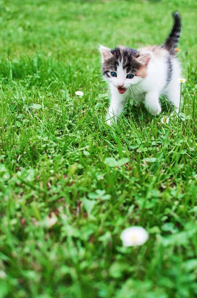 Grappige Kleine Kat Wandelen Buiten Buurt Van Huis — Stockfoto