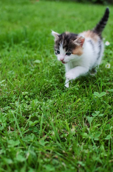 Grappige Kleine Kat Wandelen Buiten Buurt Van Huis — Stockfoto