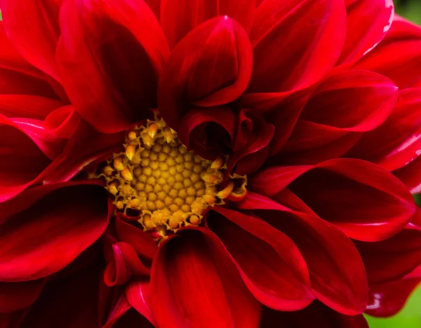 Schöne Große Und Verschiedene Farben Von Dahlien Herbstblumen Stockbild