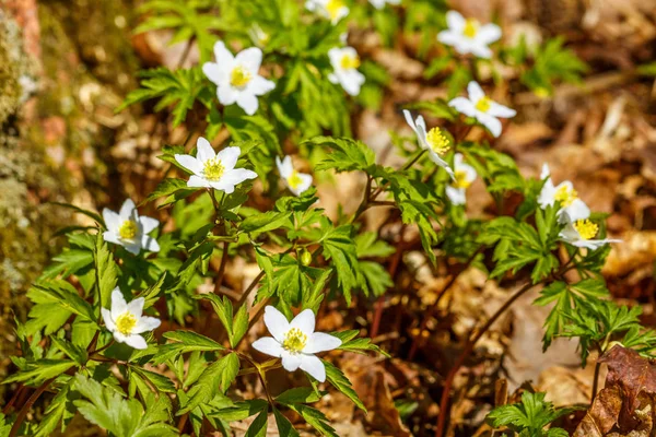 glade of spring white flowers in the forest, forest windmill