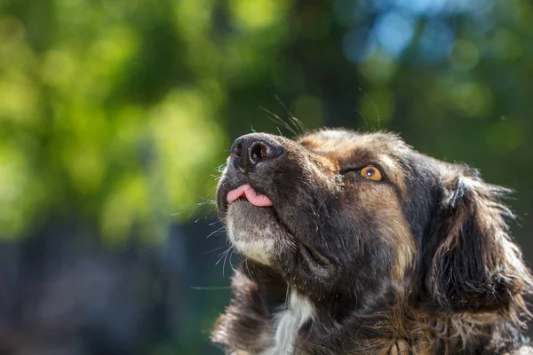 muzzle dogs mongrels close-up natural background