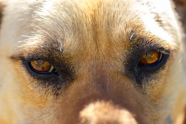 close-up of the muzzle of a domestic dog nose eyes