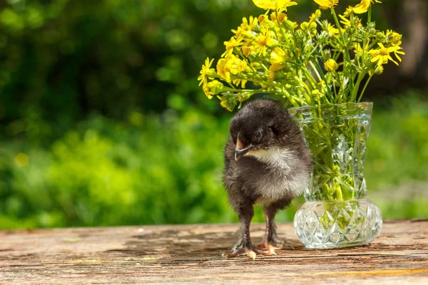 a small black chicken stands on a wooden table with a vase of flowers with a natural green background