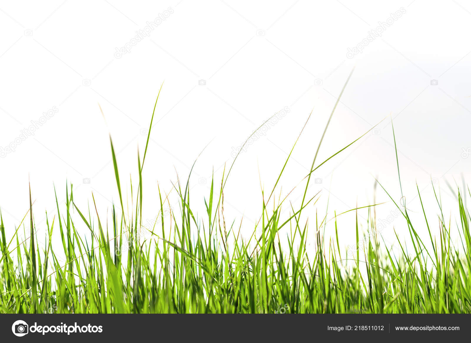 绿色的草在白色背景壁纸复制空间 图库照片 C Kiss 255 Mail Ru