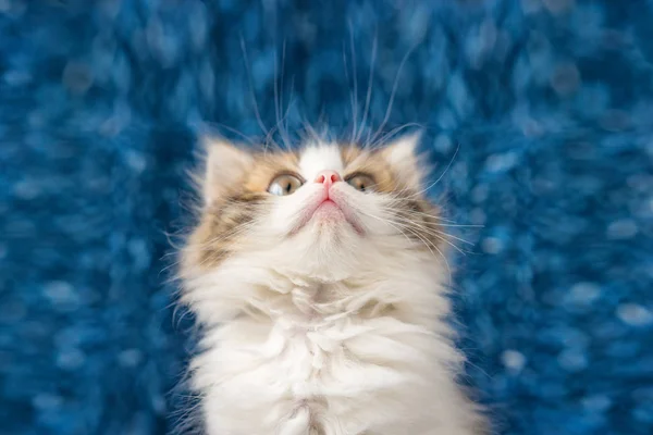 cute kitten looking up with surprise on blue background