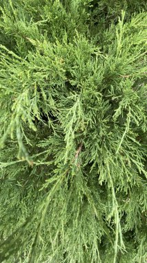 thuja dallarının güzel dokusu