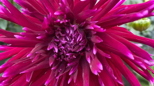 Crimson Chrysanthemum Flower Close — Stock Photo, Image
