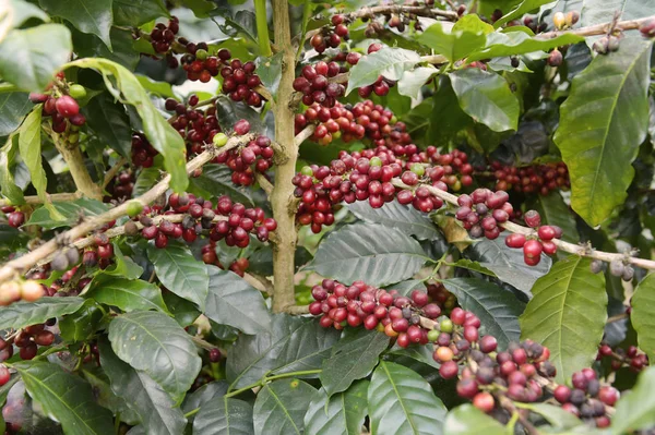 Granos Café Madurando Árbol —  Fotos de Stock