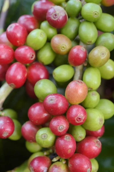 Koffiebonen Rijpen Een Boom — Stockfoto