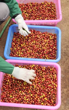 Sepette taze kahve çekirdeği.