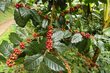 Ağaçta olgunlaşan kahve çekirdekleri.
