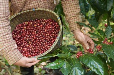 Sepette taze kahve çekirdeği.
