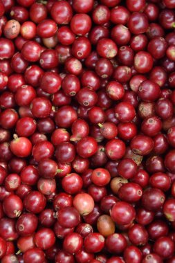  arka plan için taze kahve çekirdekleri