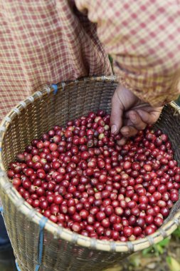 Sepette taze kahve çekirdeği.
