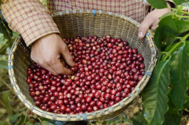 Sepette taze kahve çekirdeği.